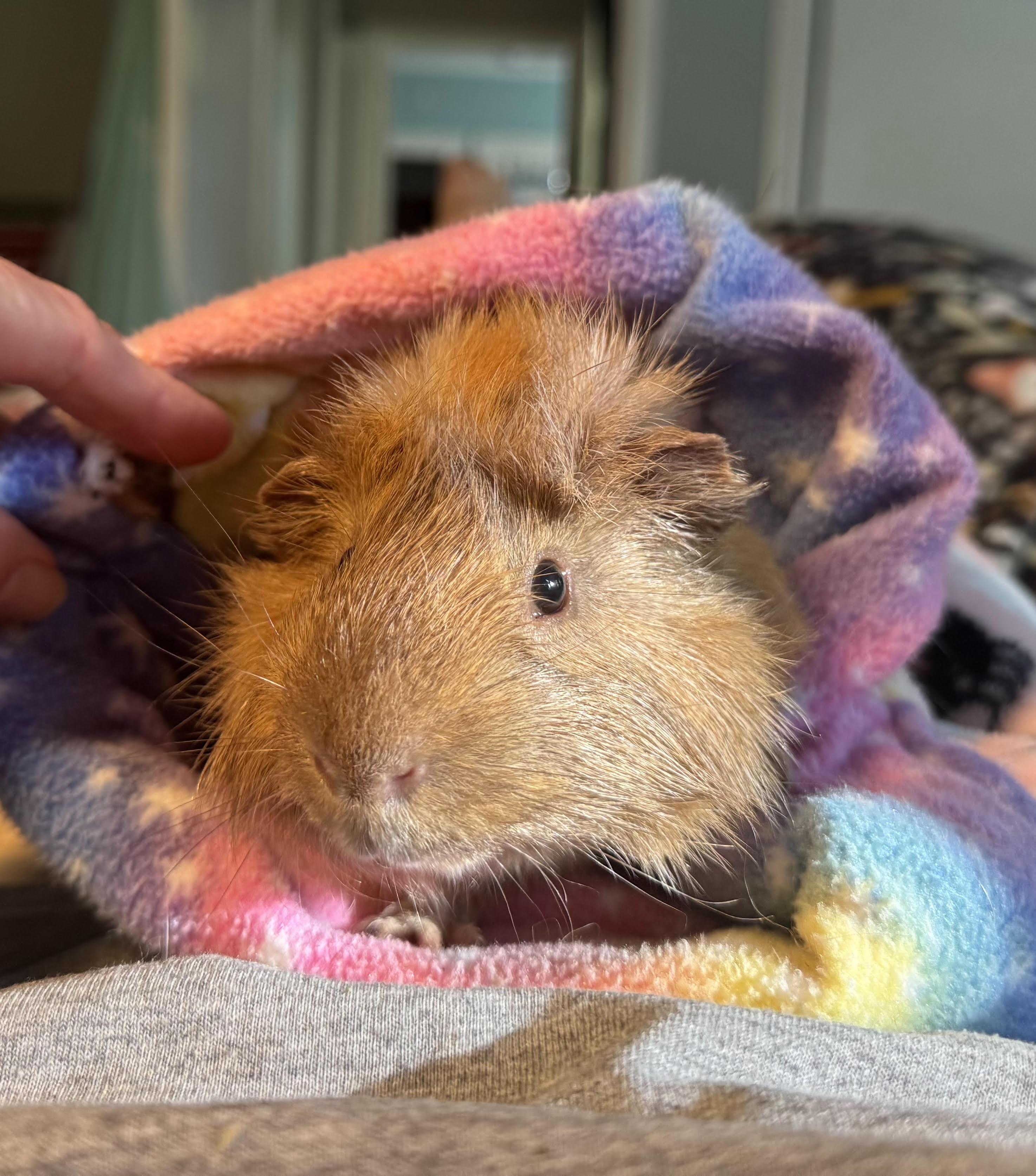 Butterball, a ADOPTABLE Guinea Pig in Walnut Grove, CA image 2/2
