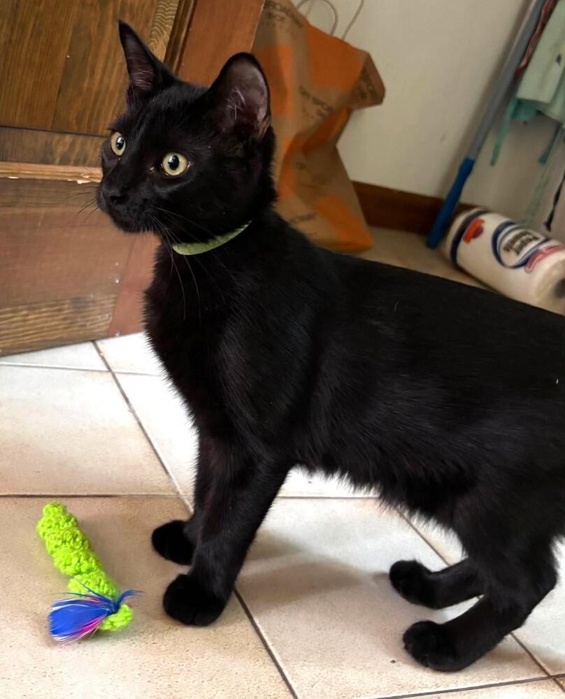 Peanut Wigglebutt, Adoptable, Kitten Male Domestic Short Hair.