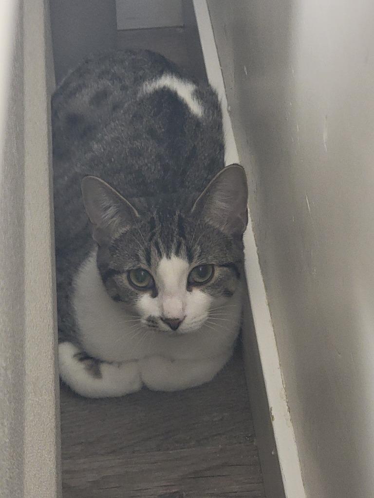 Castor / Pollux, Adoptable, Kitten Male Domestic Short Hair.