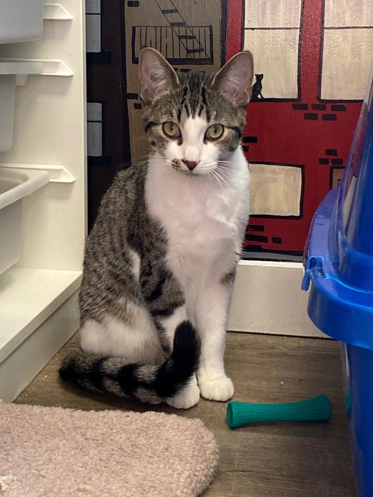 Enlarge Castor / Pollux, a Adoptable mixed breed in Winnipeg, MB image 2/5