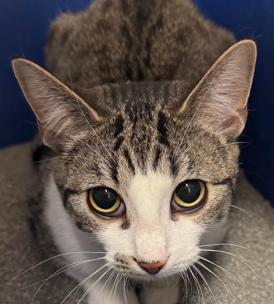 Enlarge Castor / Pollux, a Adoptable mixed breed in Winnipeg, MB image 3/5