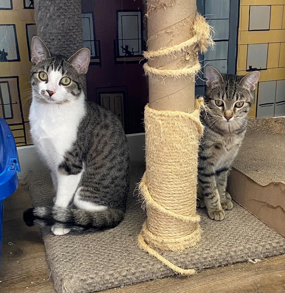 Enlarge Castor / Pollux, a Adoptable mixed breed in Winnipeg, MB image 4/5