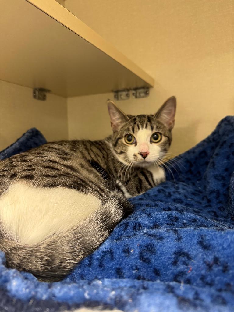 Enlarge Castor / Pollux, a Adoptable mixed breed in Winnipeg, MB image 5/5