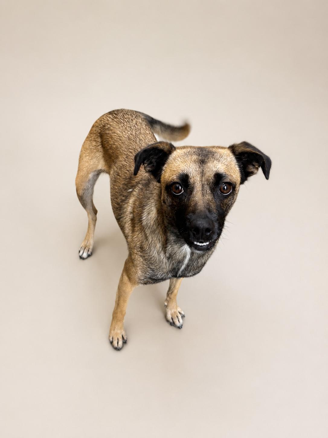 Enlarge Chimichanga, an adopted Mixed Breed in Rock Springs, WY image 1/1