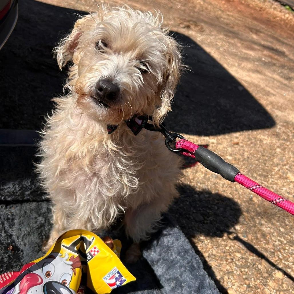 Peanut 2026-95, Adoptable, Adult Male Miniature Poodle.