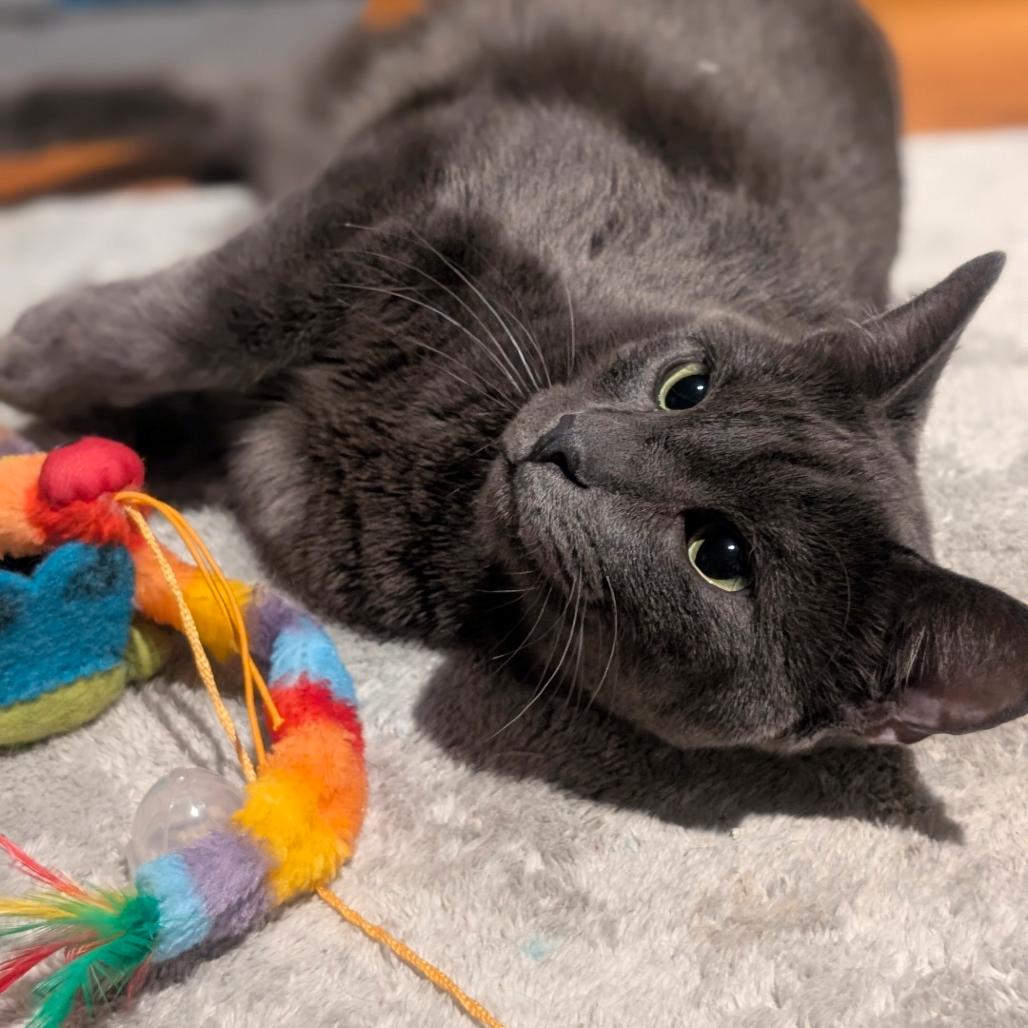 Enlarge Bennie, a Adoptable Domestic Short Hair in Tampa, FL image 1/4