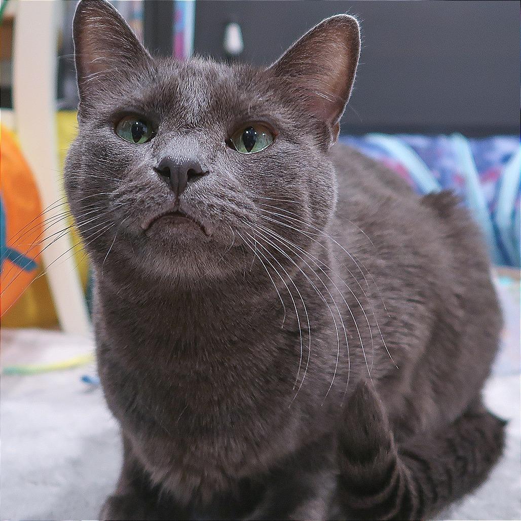 Enlarge Bennie, a Adoptable Domestic Short Hair in Tampa, FL image 2/4