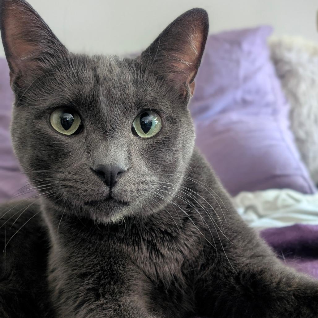 Enlarge Bennie, a Adoptable Domestic Short Hair in Tampa, FL image 3/4