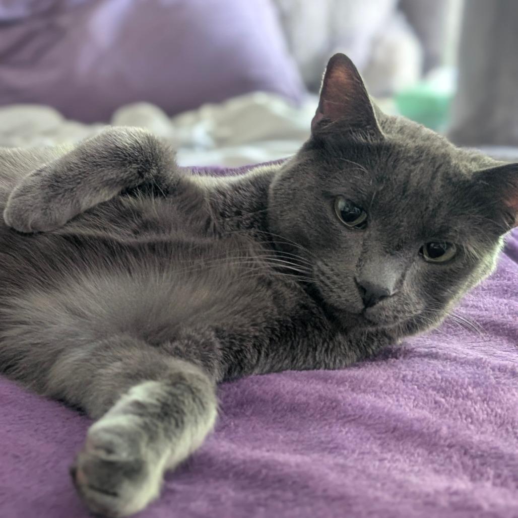 Enlarge Bennie, a Adoptable Domestic Short Hair in Tampa, FL image 4/4