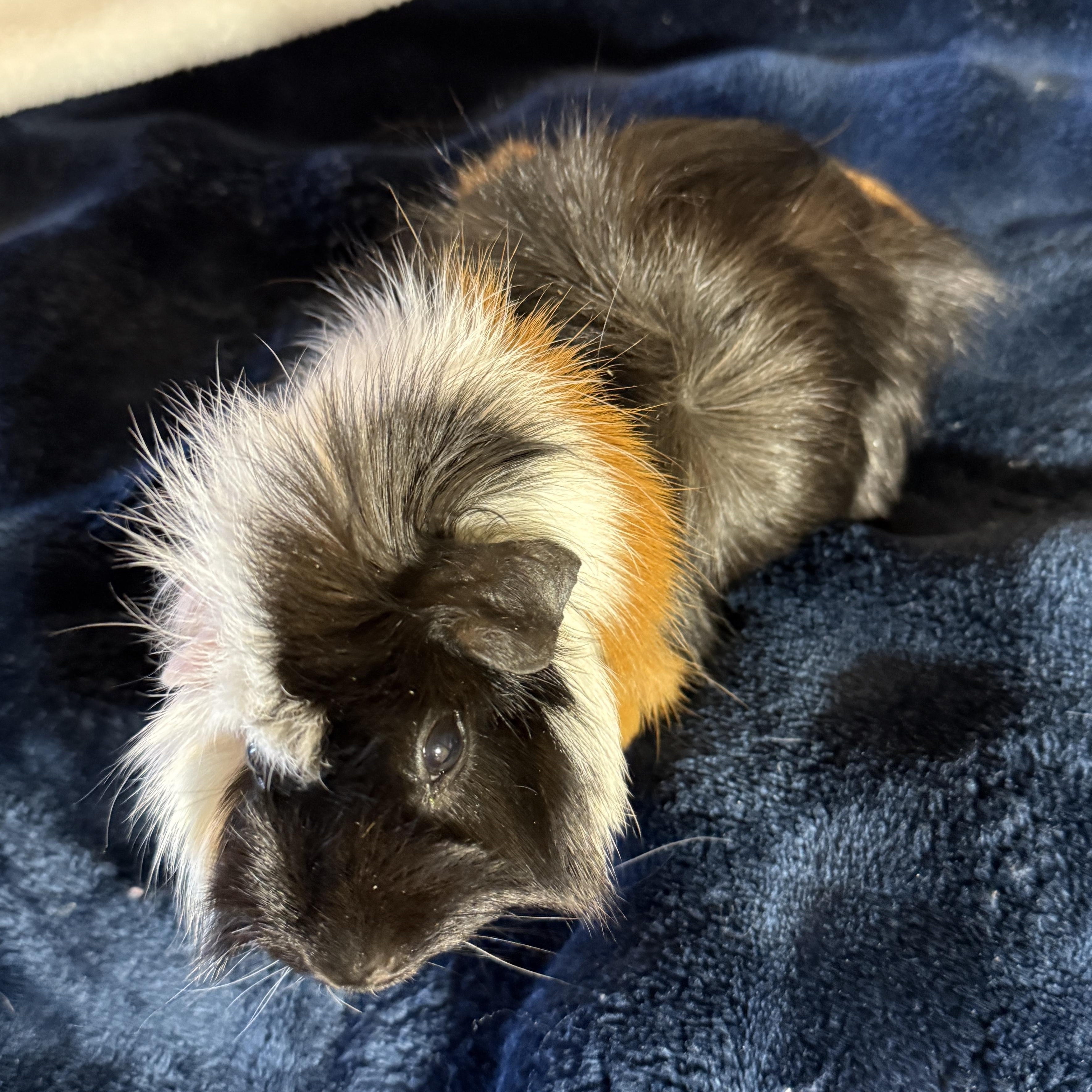 Enlarge Ali, a hold mixed breed in San Antonio, TX image 5/6