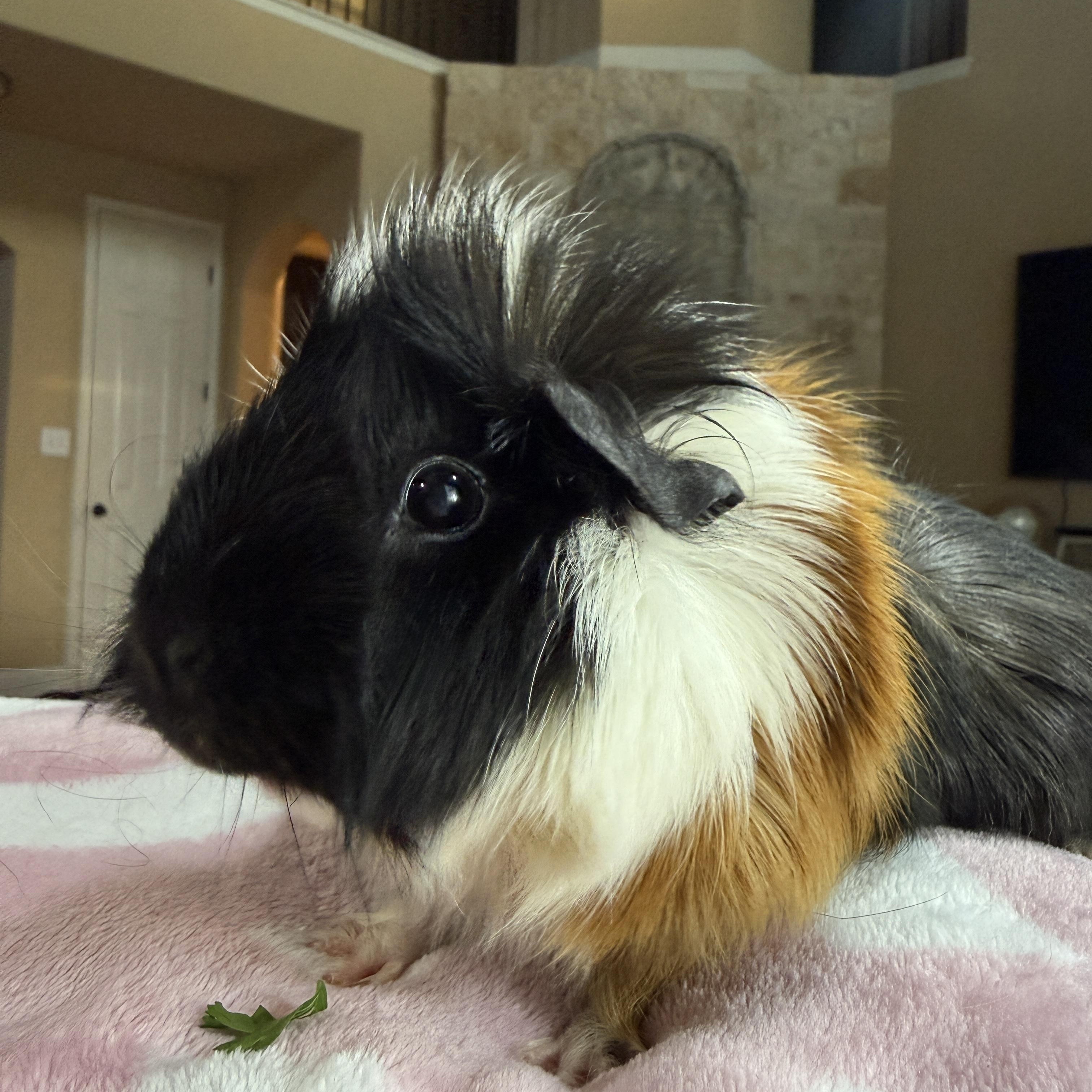 Enlarge Ali, a hold mixed breed in San Antonio, TX image 6/6