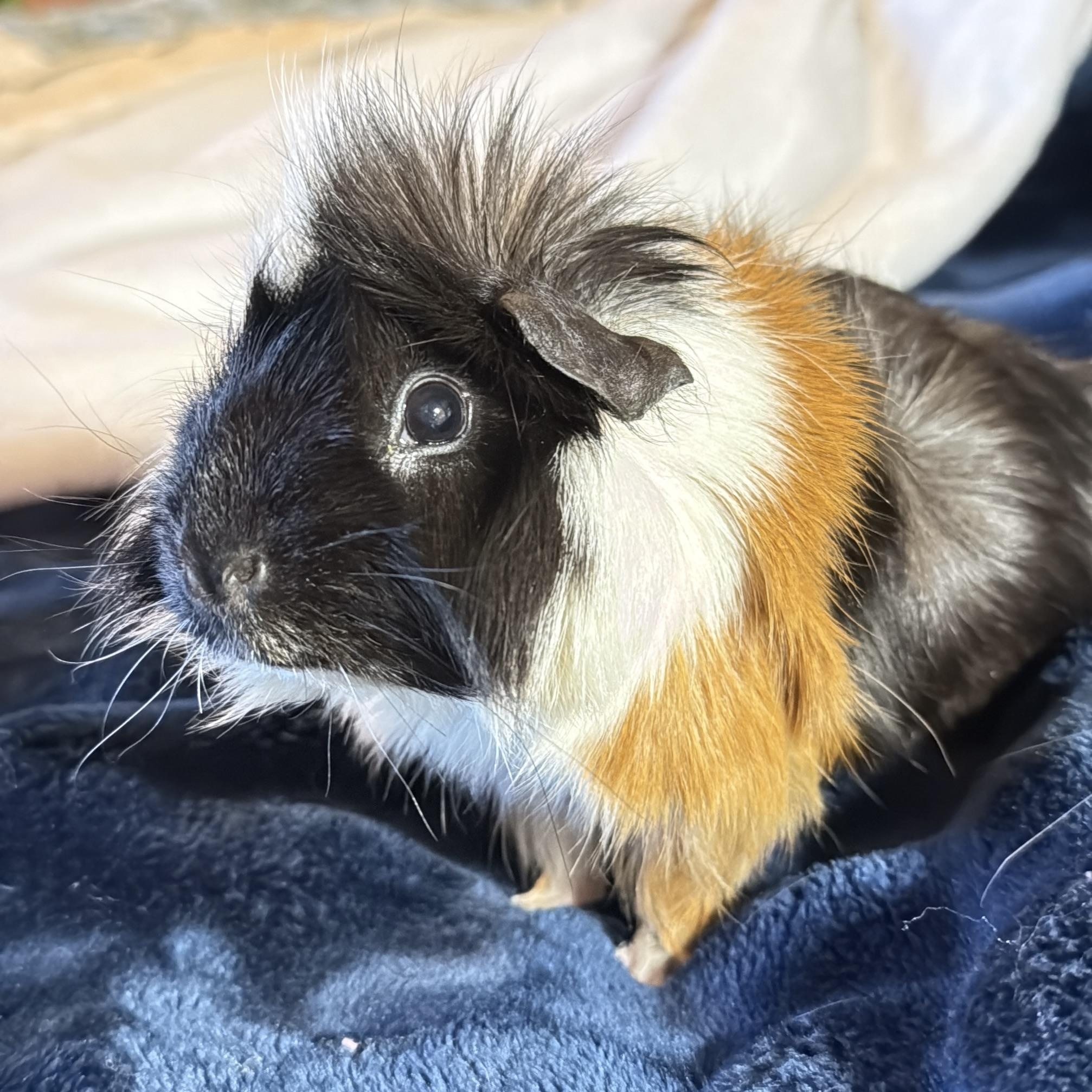 Enlarge Ali, a hold mixed breed in San Antonio, TX image 4/6