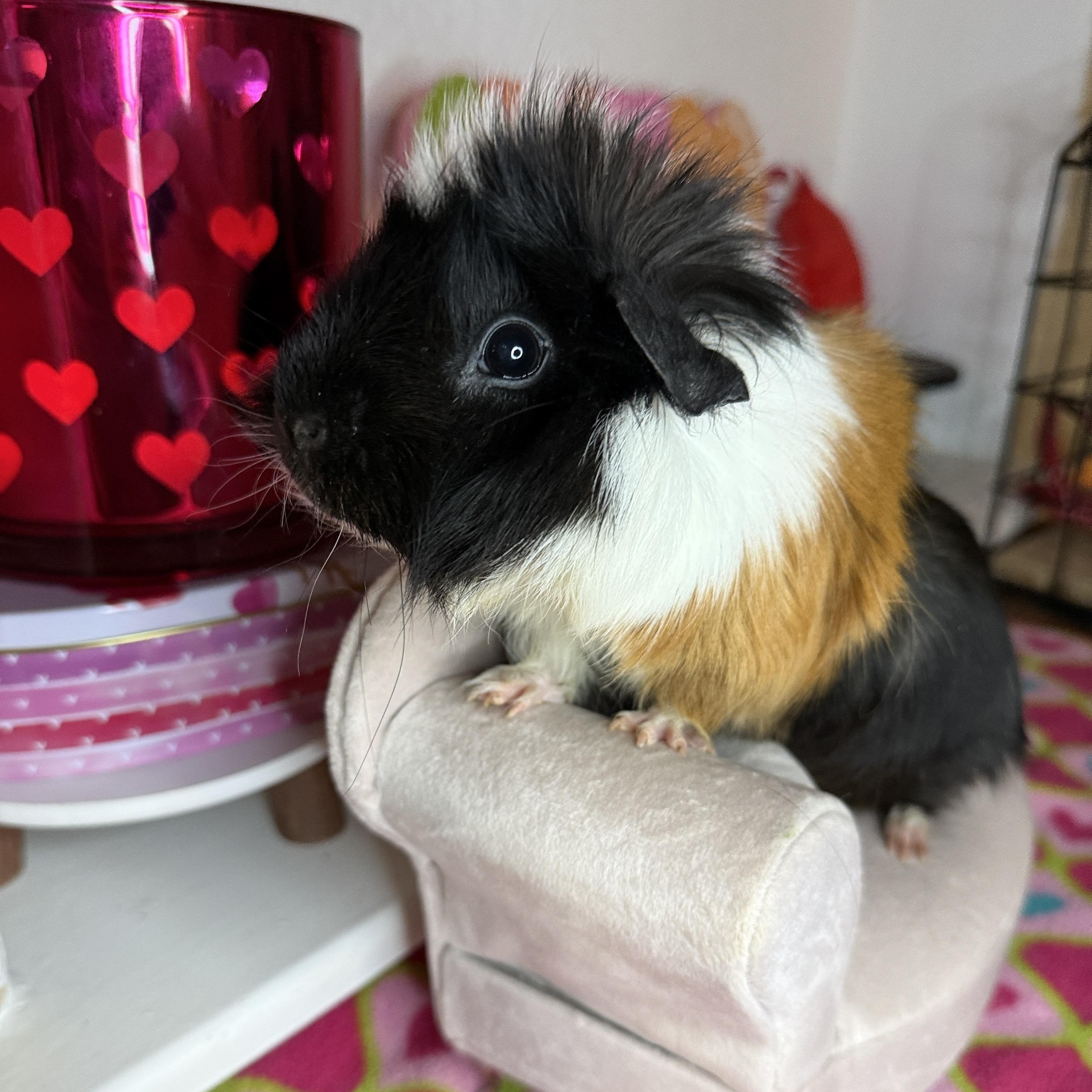 Enlarge Ali, a hold mixed breed in San Antonio, TX image 3/6