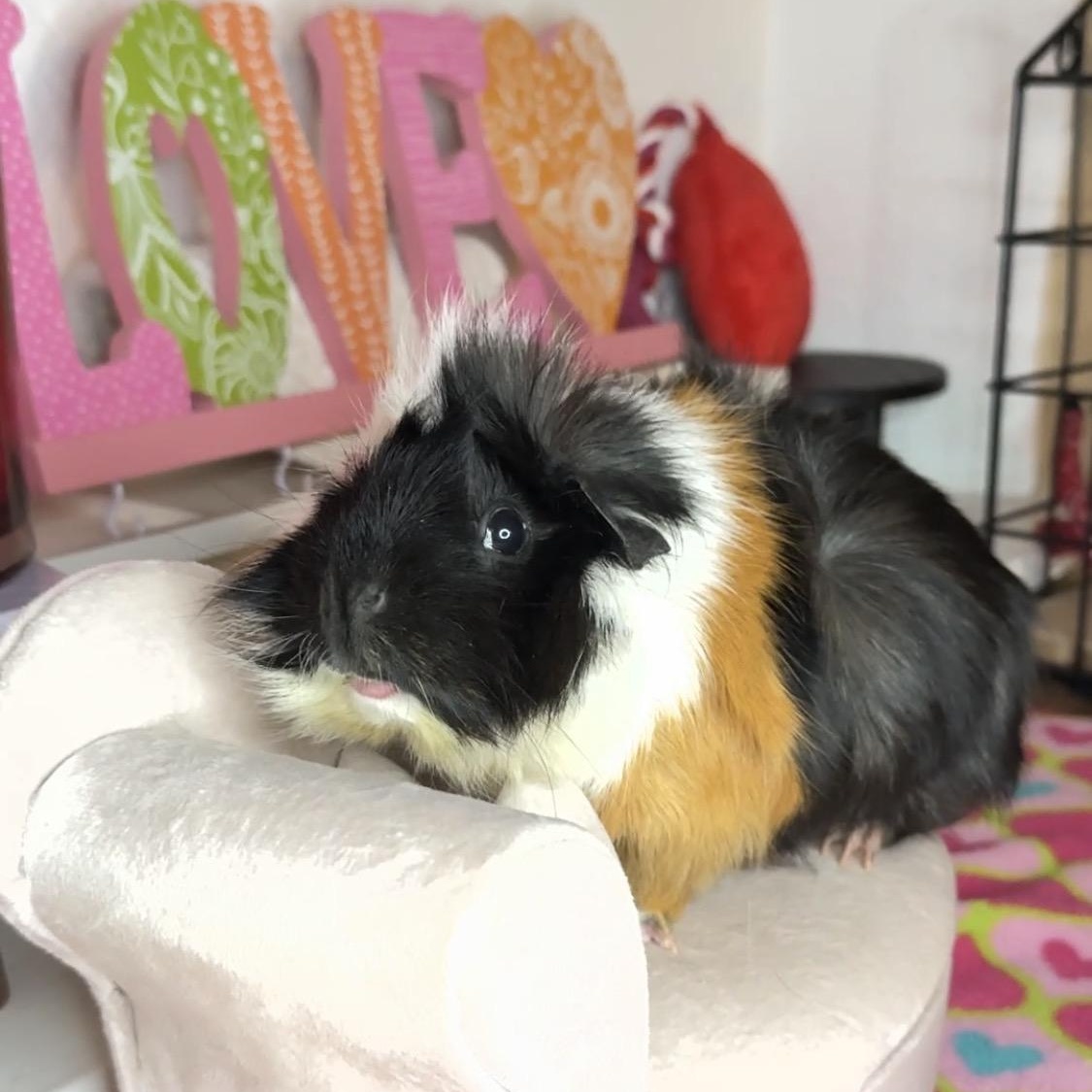 Ali, ADOPTABLE, Young Female Abyssinian & Silkie / Sheltie.