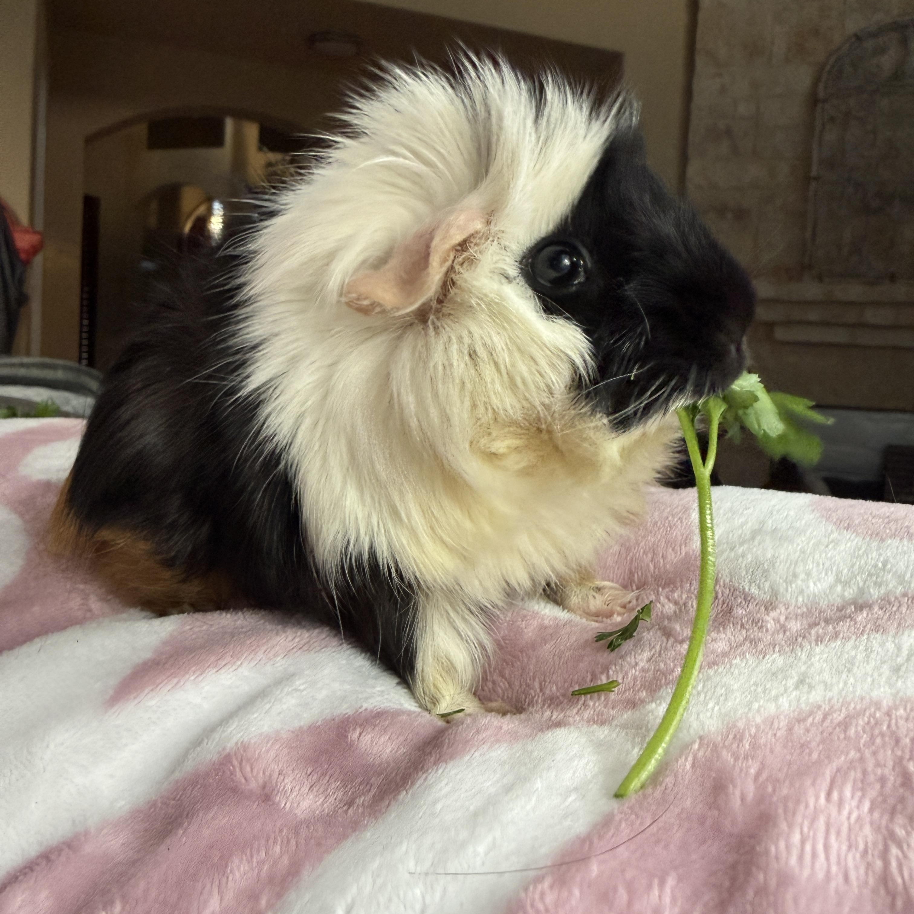 Enlarge Ali, a hold mixed breed in San Antonio, TX image 2/6