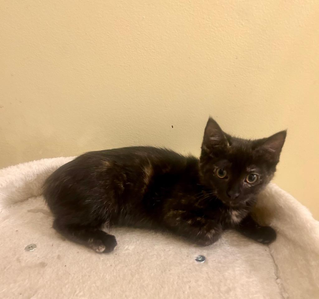 Stella, Adoptable, Young Female Domestic Short Hair.