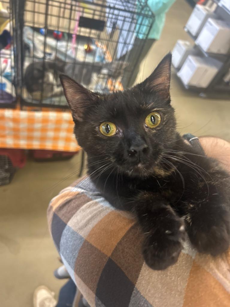 Stella, Adoptable, Young Female Domestic Short Hair.