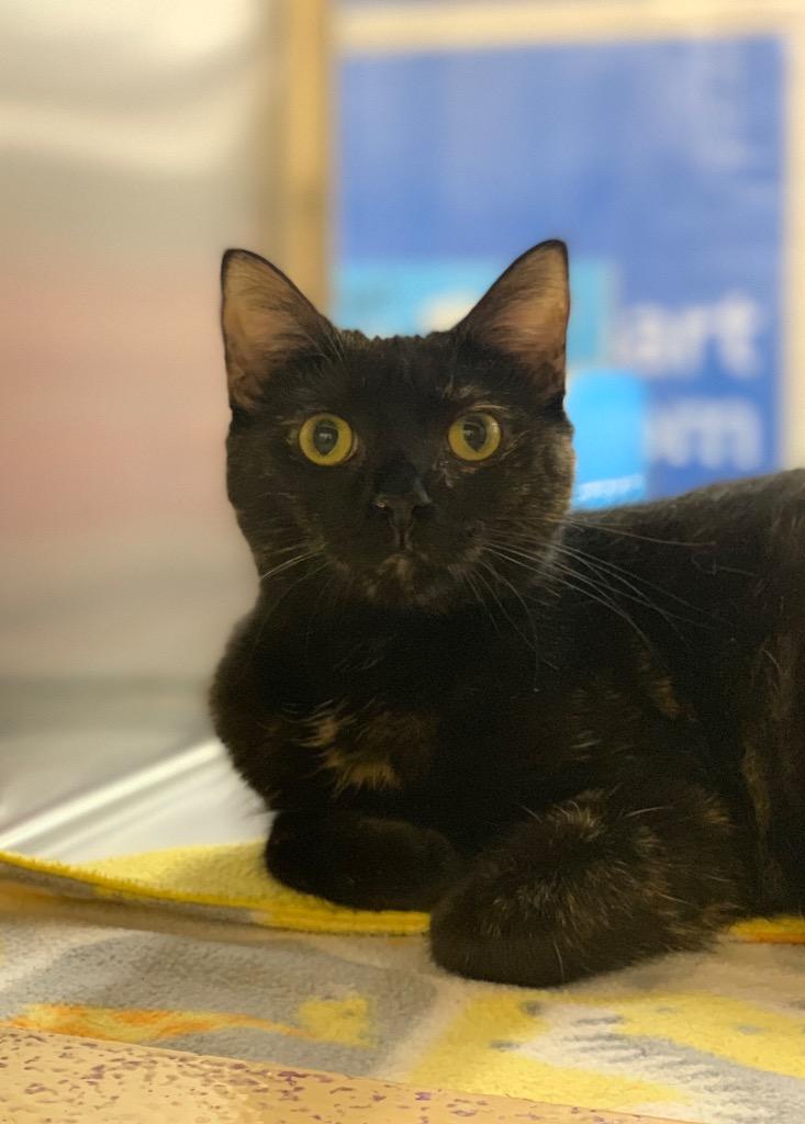 Enlarge Stella, a Adoptable mixed breed in Cumming, GA image 2/3