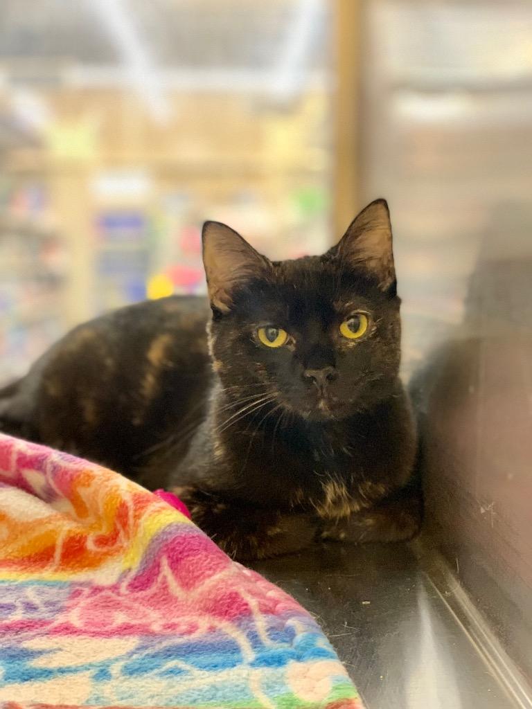 Enlarge Stella, a Adoptable mixed breed in Cumming, GA image 2/2