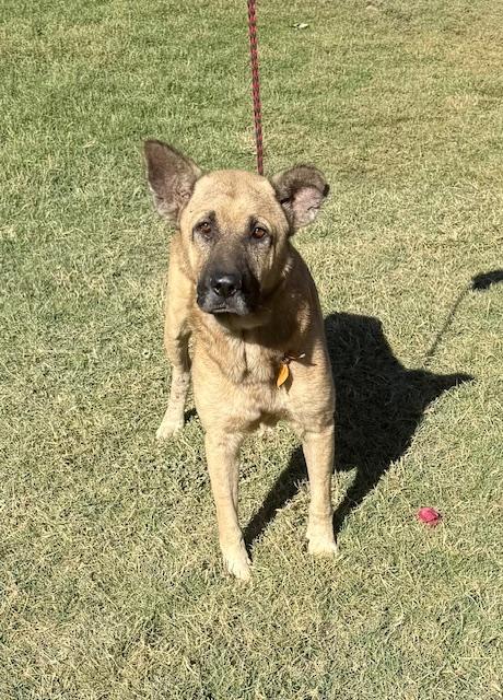 Rocko, adopted, Adult Male Belgian Shepherd / Malinois.