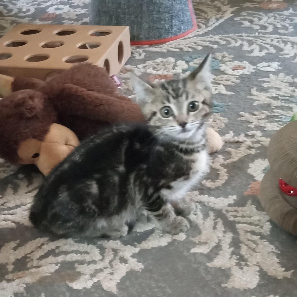 Enlarge Stripe, a Adoptable Domestic Short Hair in Coos Bay, OR image 1/6