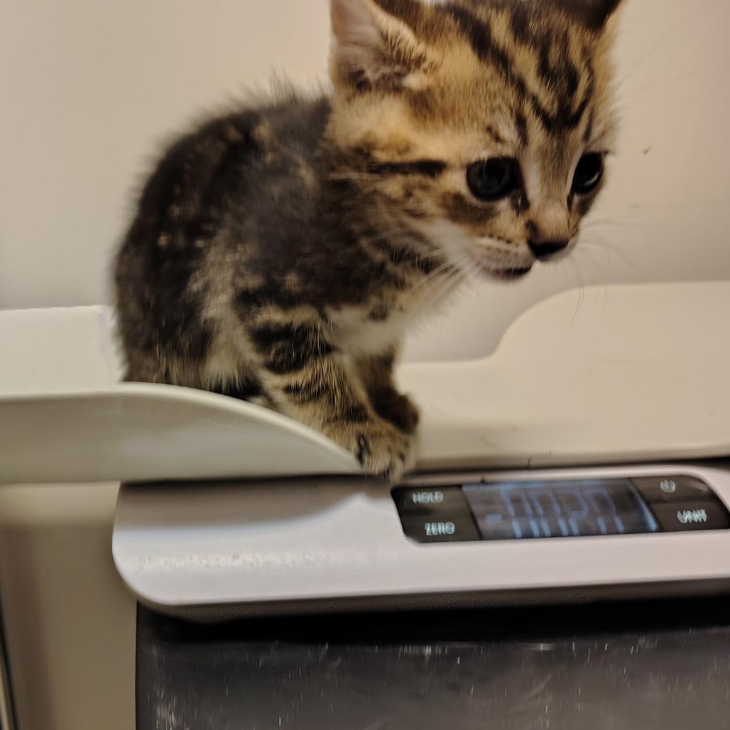Enlarge Stripe, a Adoptable Domestic Short Hair in Coos Bay, OR image 2/6