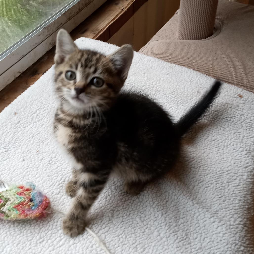 Enlarge Stripe, a Adoptable Domestic Short Hair in Coos Bay, OR image 3/6