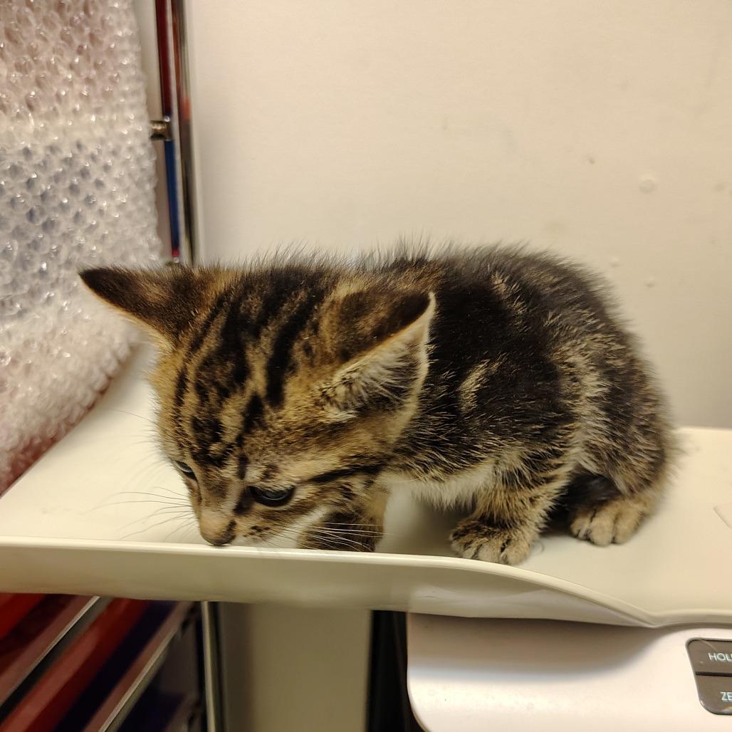 Enlarge Stripe, a Adoptable Domestic Short Hair in Coos Bay, OR image 4/6