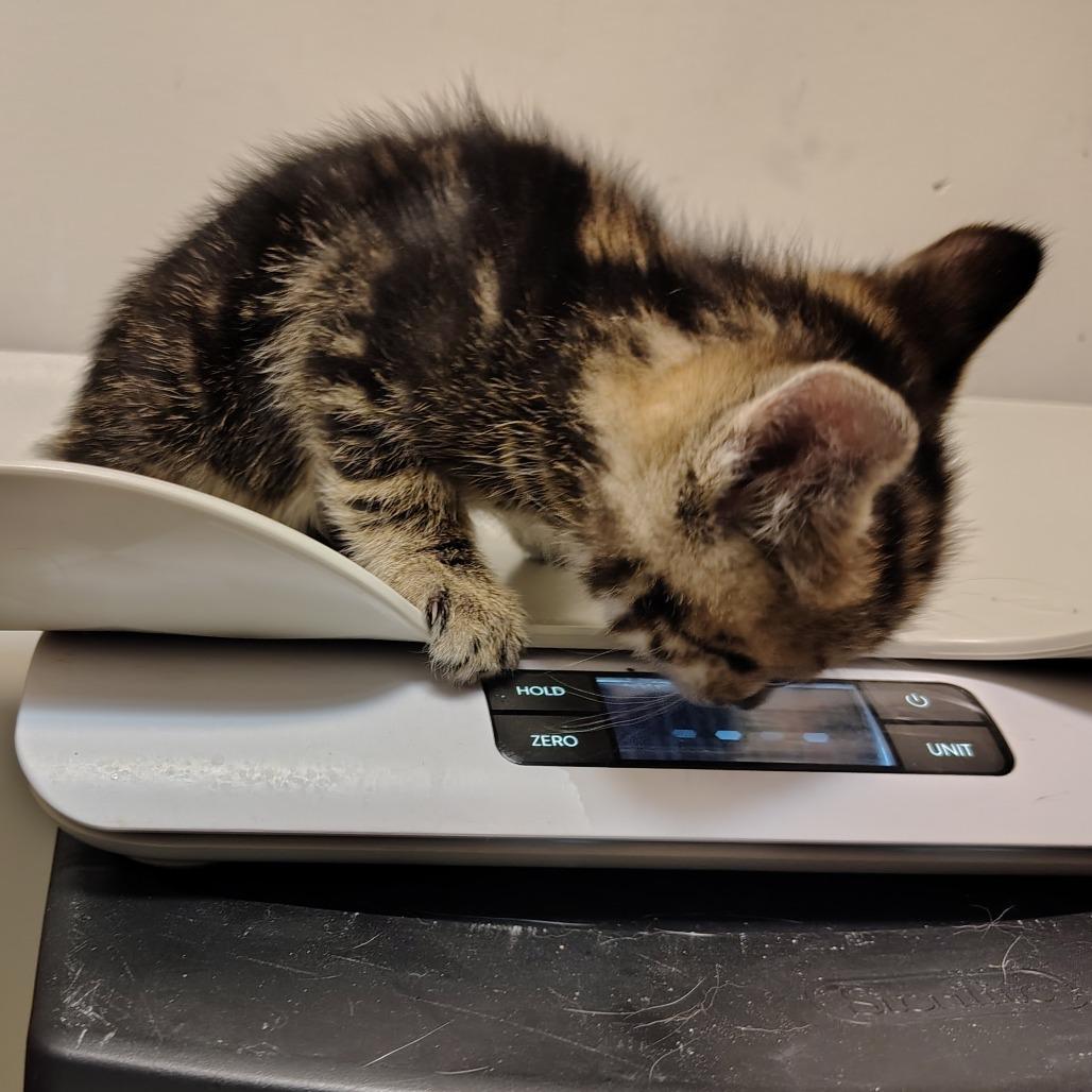 Enlarge Stripe, a Adoptable Domestic Short Hair in Coos Bay, OR image 5/6