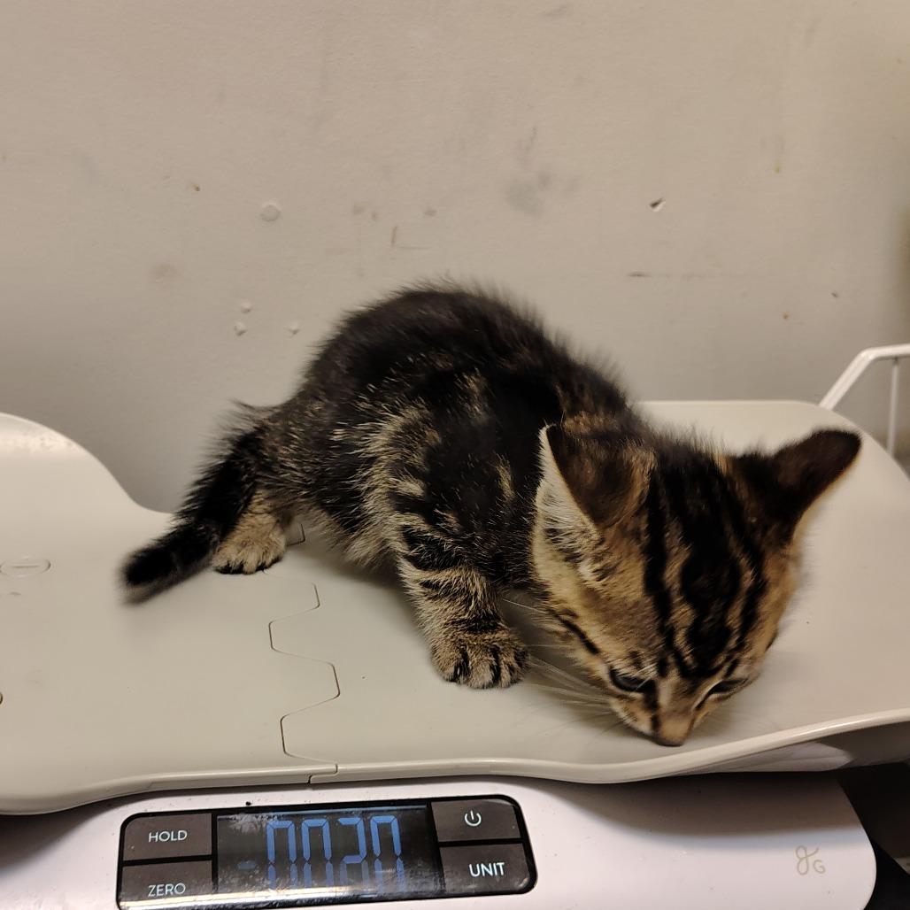 Enlarge Stripe, a Adoptable Domestic Short Hair in Coos Bay, OR image 6/6