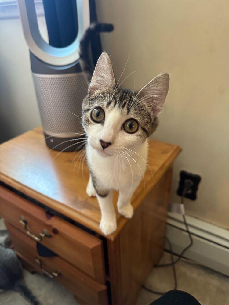 Bert, Adoptable, Young Male Domestic Short Hair.