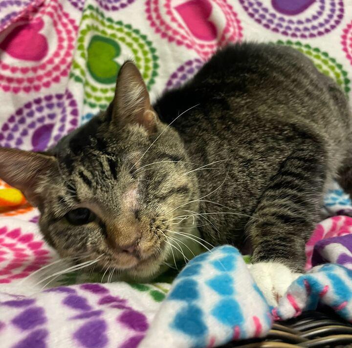 Enlarge Sweets, an adoptable mixed breed in Jackson, MI image 5/6