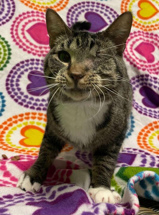 Enlarge Sweets, an adoptable mixed breed in Jackson, MI image 2/6