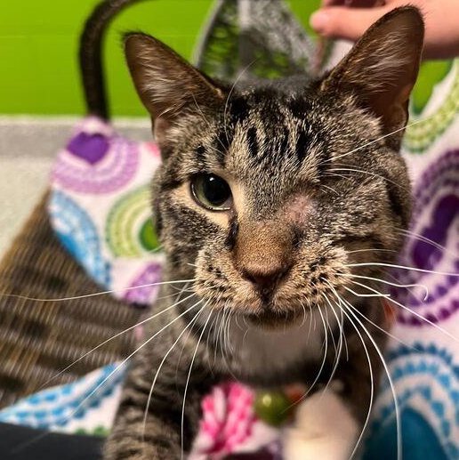 Enlarge Sweets, an adoptable mixed breed in Jackson, MI image 1/6