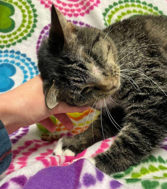 Enlarge Sweets, an adoptable mixed breed in Jackson, MI image 6/6