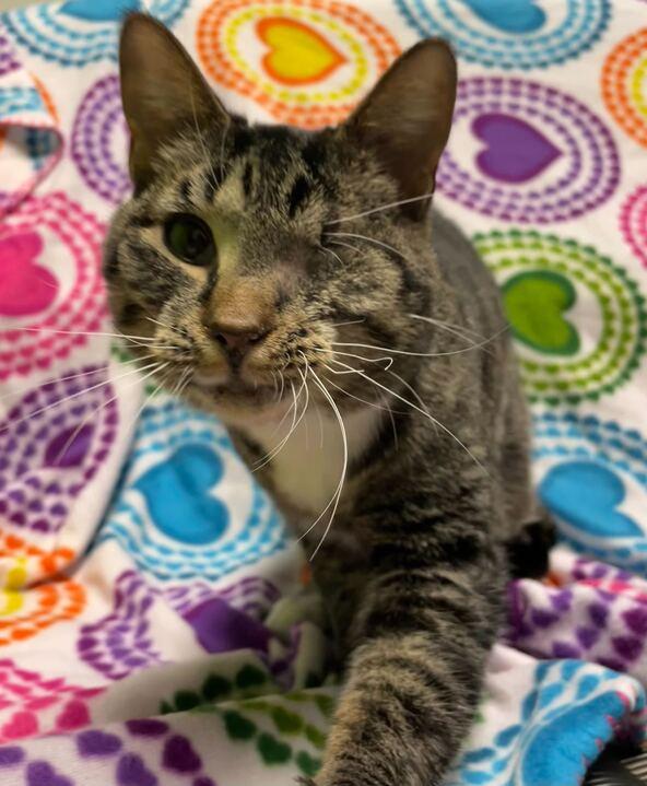 Enlarge Sweets, an adoptable mixed breed in Jackson, MI image 4/6