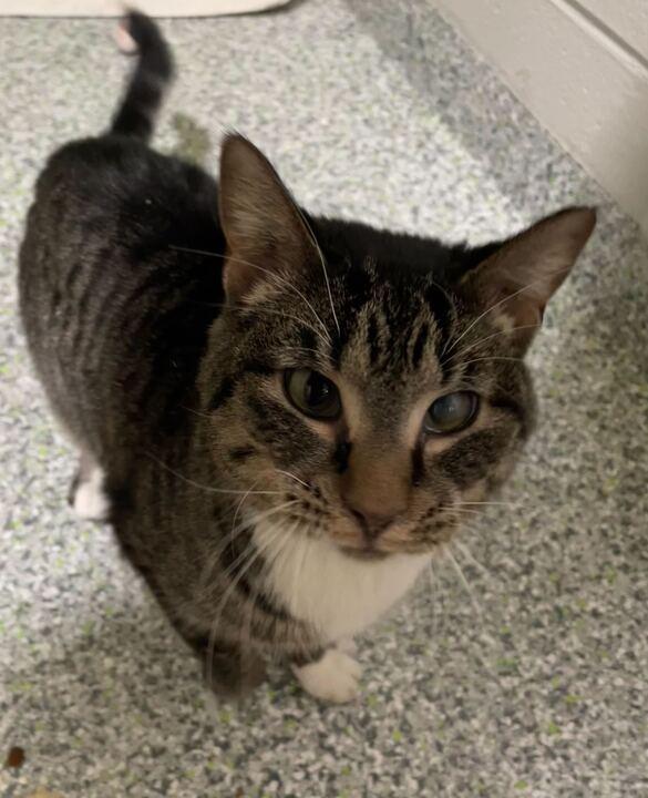 Sweets, ADOPTABLE, Adult Female Domestic Short Hair.