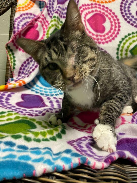 Enlarge Sweets, an adoptable mixed breed in Jackson, MI image 3/6