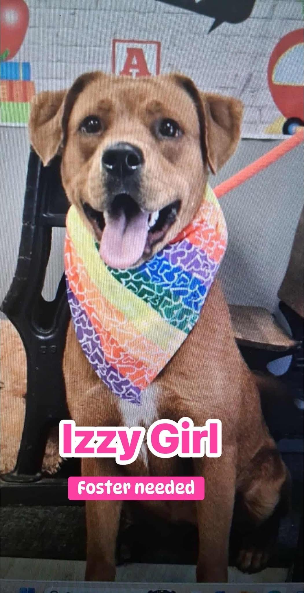 Izzy, ADOPTABLE, Young Female Chow Chow.
