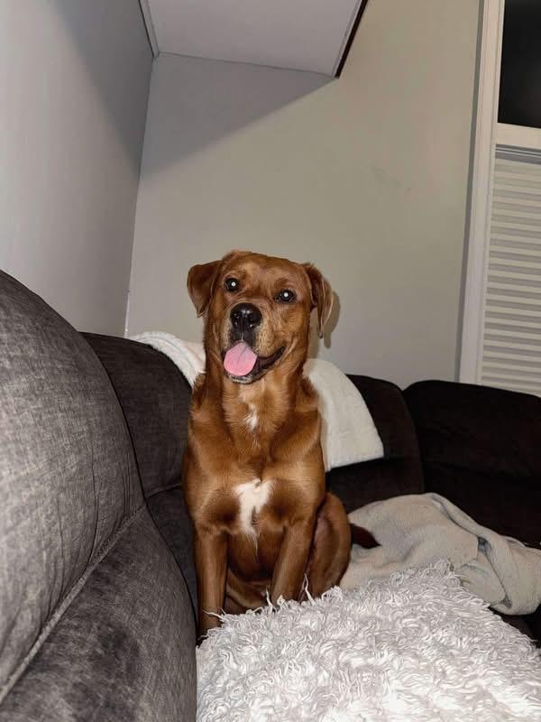 Enlarge Izzy, a ADOPTABLE Golden Retriever in Woodbury, NJ image 3/5