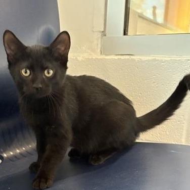 Enlarge Kira, a Adoptable Domestic Short Hair in Phoenix, AZ image 1/1