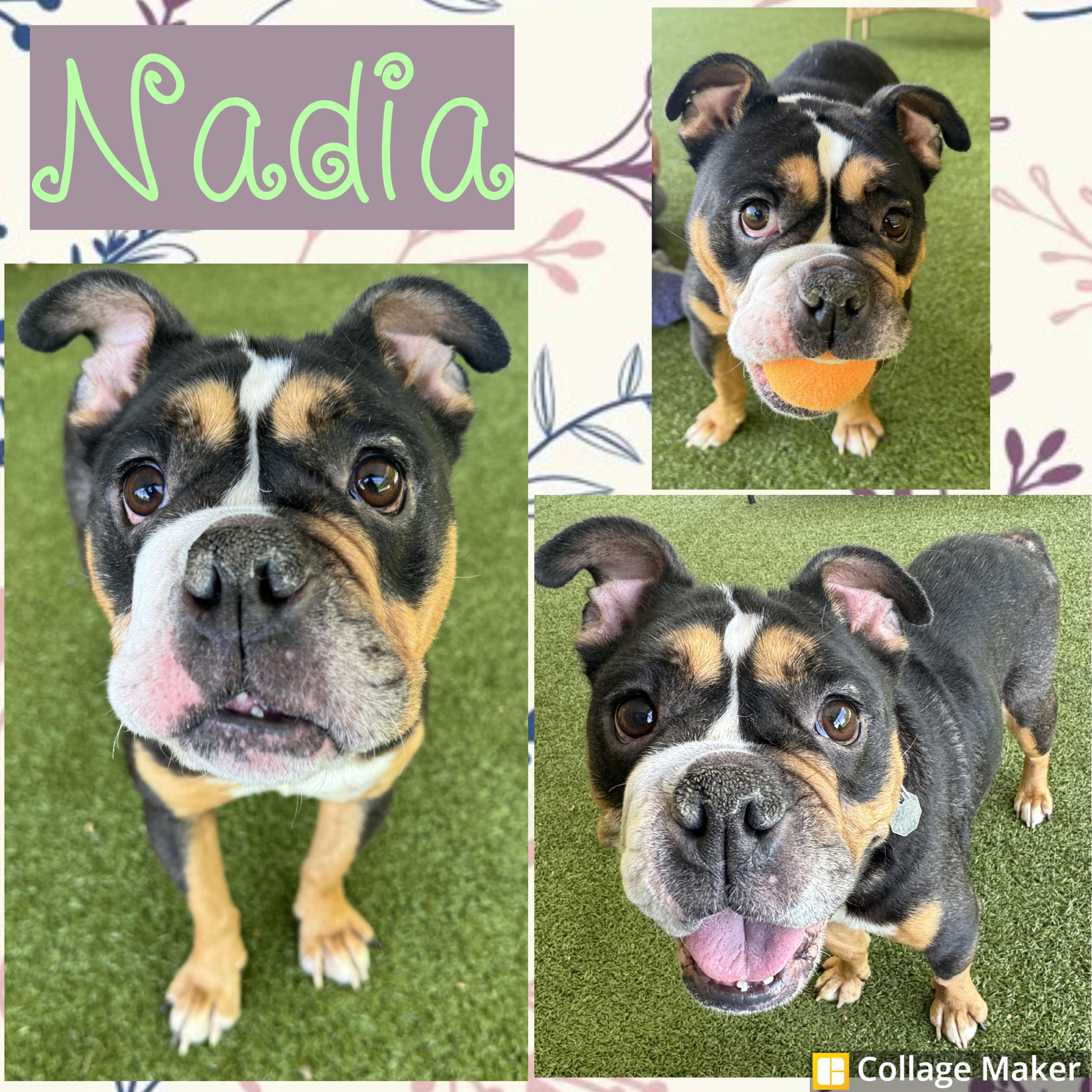 Enlarge Nadia, a ADOPTABLE mixed breed in Clearfield, PA image 1/1