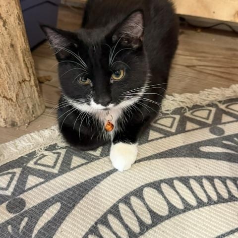 Enlarge Bailey, a Adoptable Domestic Short Hair in Karns City, PA image 1/3
