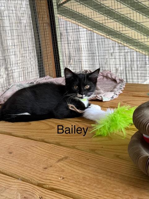Enlarge Bailey, a Adoptable Domestic Short Hair in Karns City, PA image 2/3