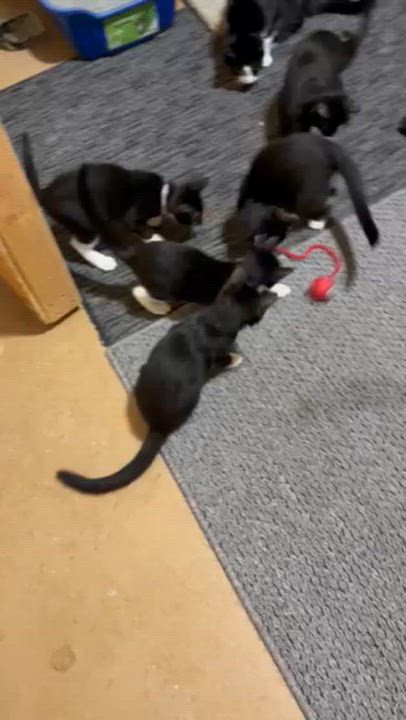 Enlarge Bailey, a Adoptable Domestic Short Hair in Karns City, PA video 3/3