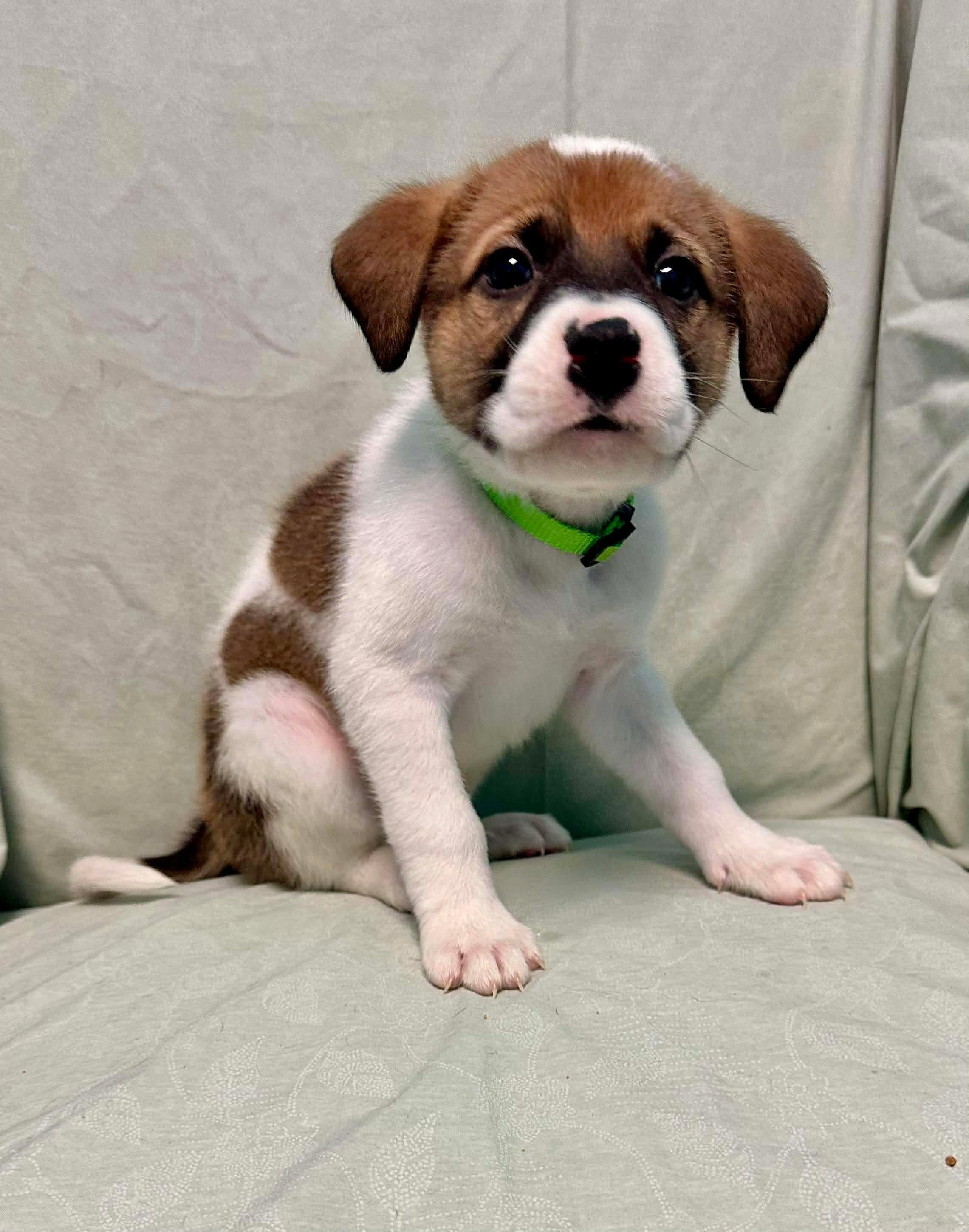 Enlarge Bandit, a Adoptable mixed breed in Walker, LA image 1/4