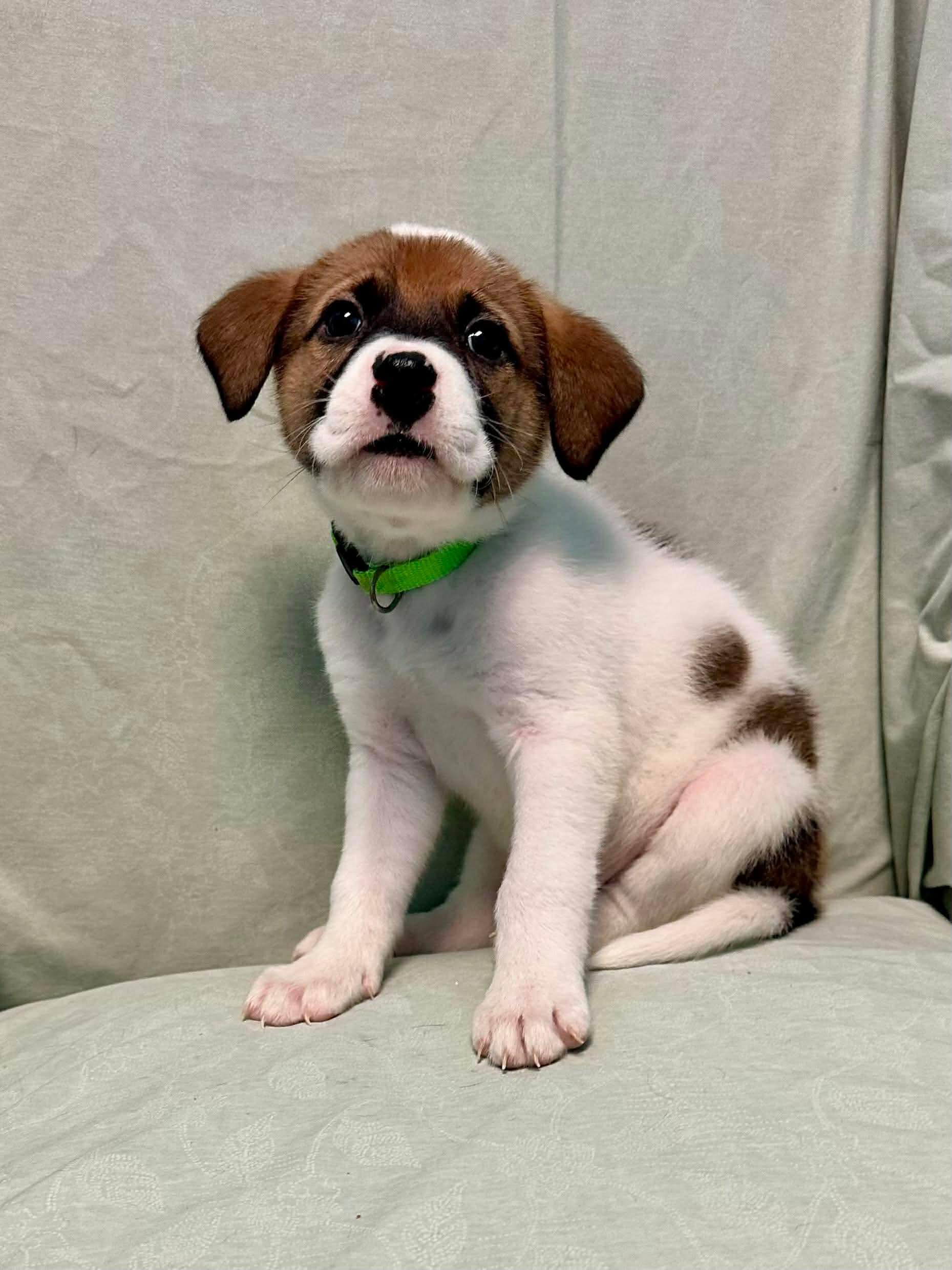 Enlarge Bandit, a Adoptable mixed breed in Walker, LA image 4/4