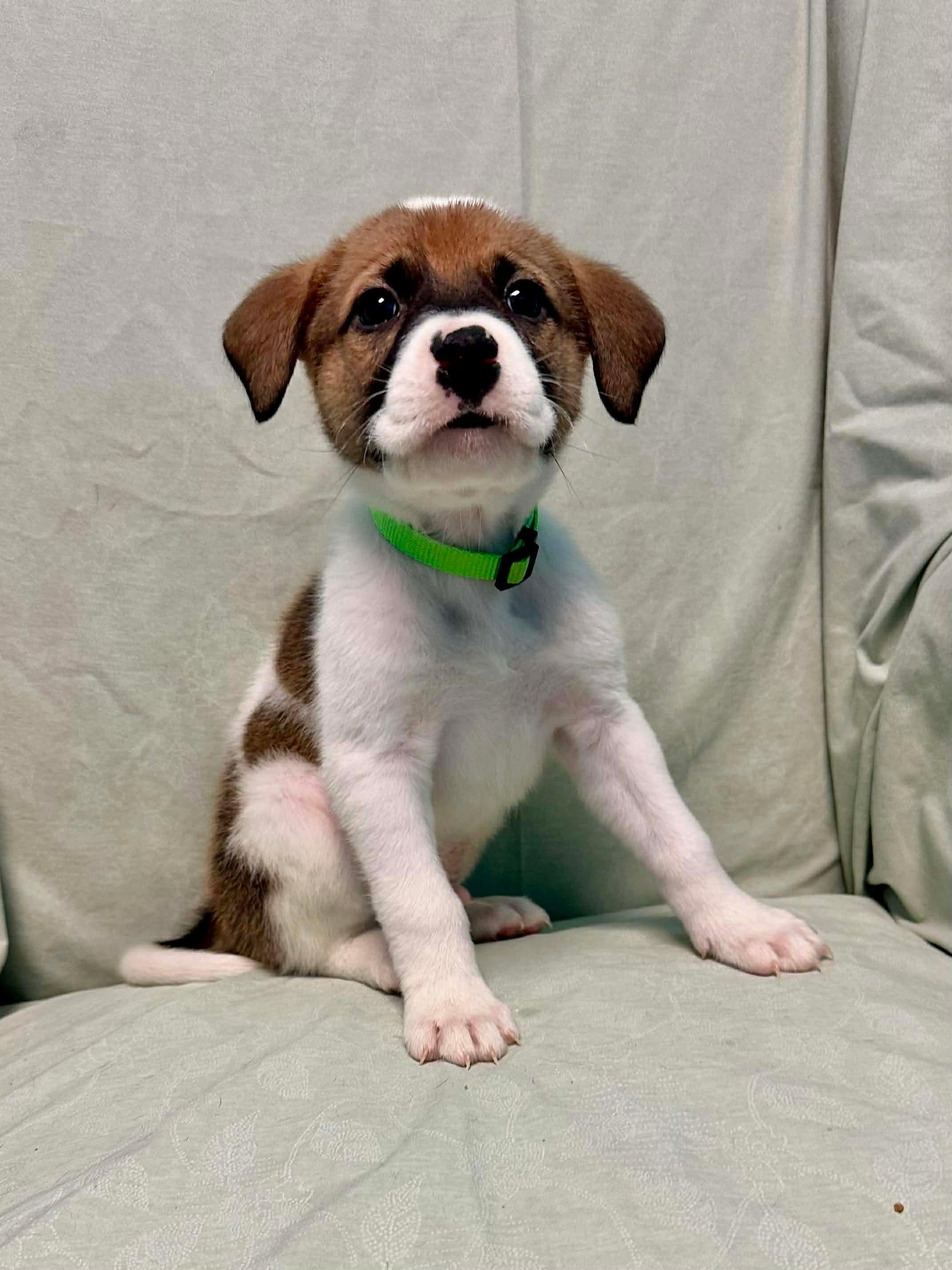 Enlarge Bandit, a Adoptable mixed breed in Walker, LA image 2/4