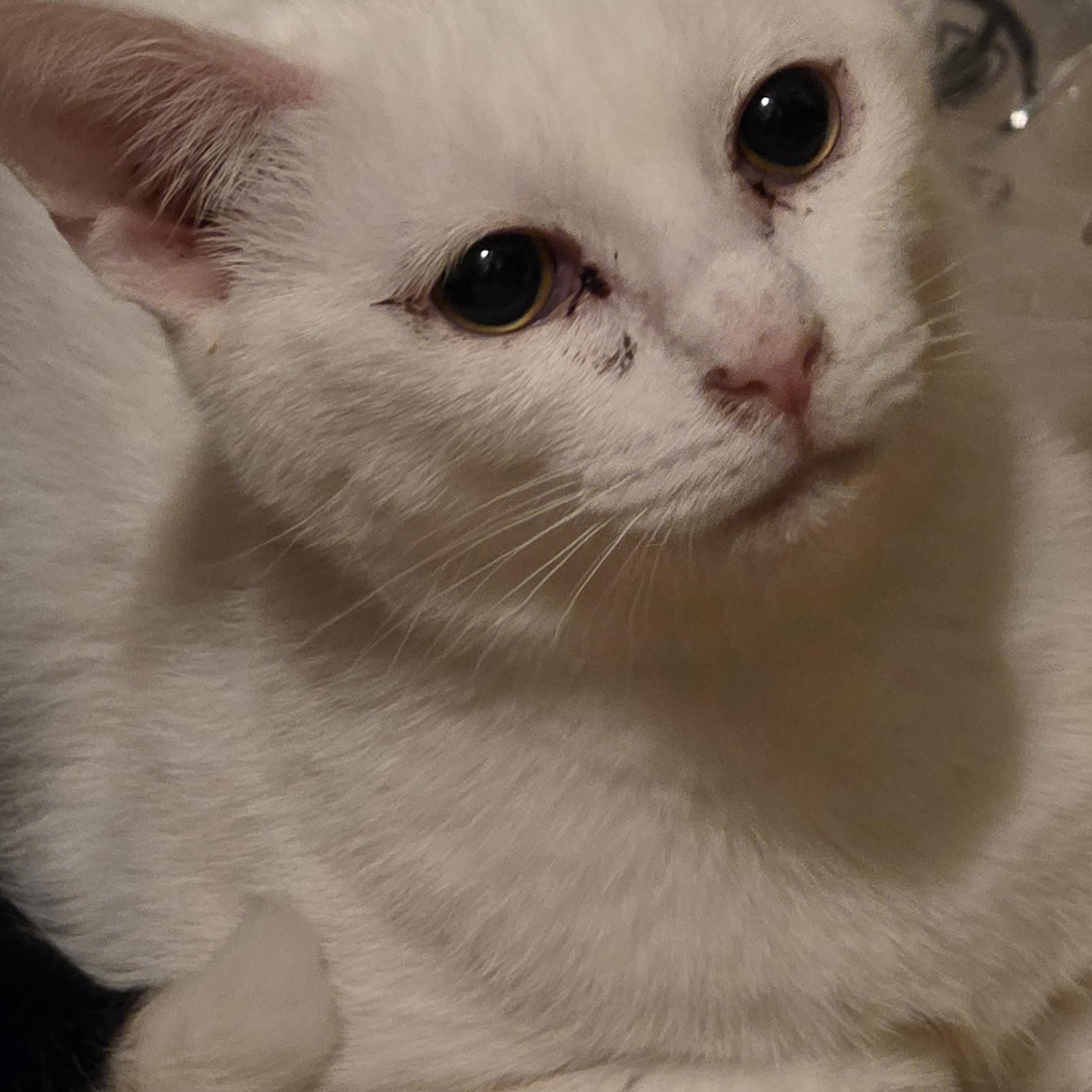 Enlarge Domino, a ADOPTABLE Domestic Short Hair in Richmond, VA image 5/6