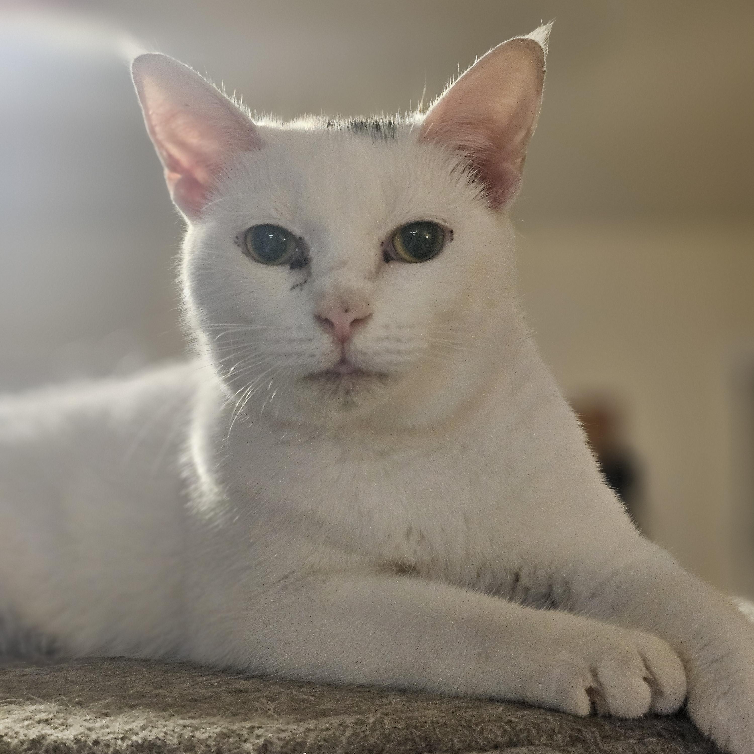 Enlarge Domino, a ADOPTABLE Domestic Short Hair in Richmond, VA image 1/6